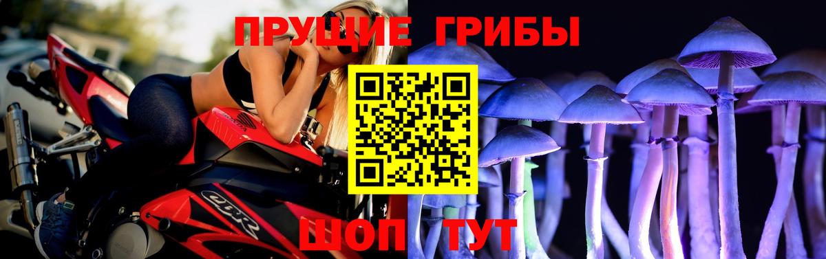 Псилоцибиновые грибы Psilocybe Березники